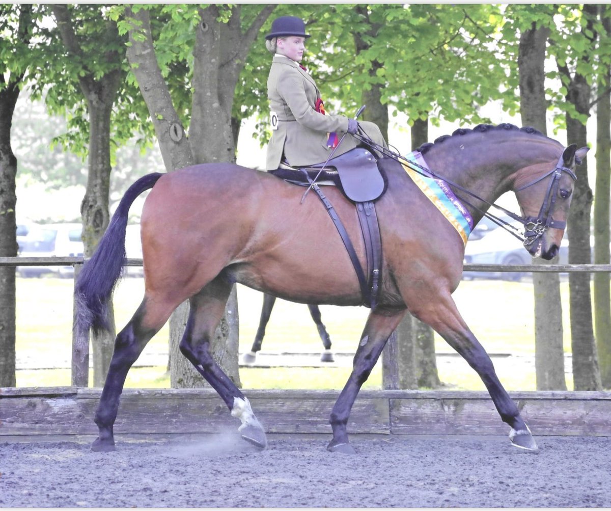 PipersSport's tweet image. Annabelle had a fantastic weekend at the London International Horse Show Qualifier for the Ladies Show Horse at the BSHA Southern Spring Show. An amazing achievement and can’t wait to hear more about her upcoming competitions. Well done! #PipersSixthForm #PipersEquestrian