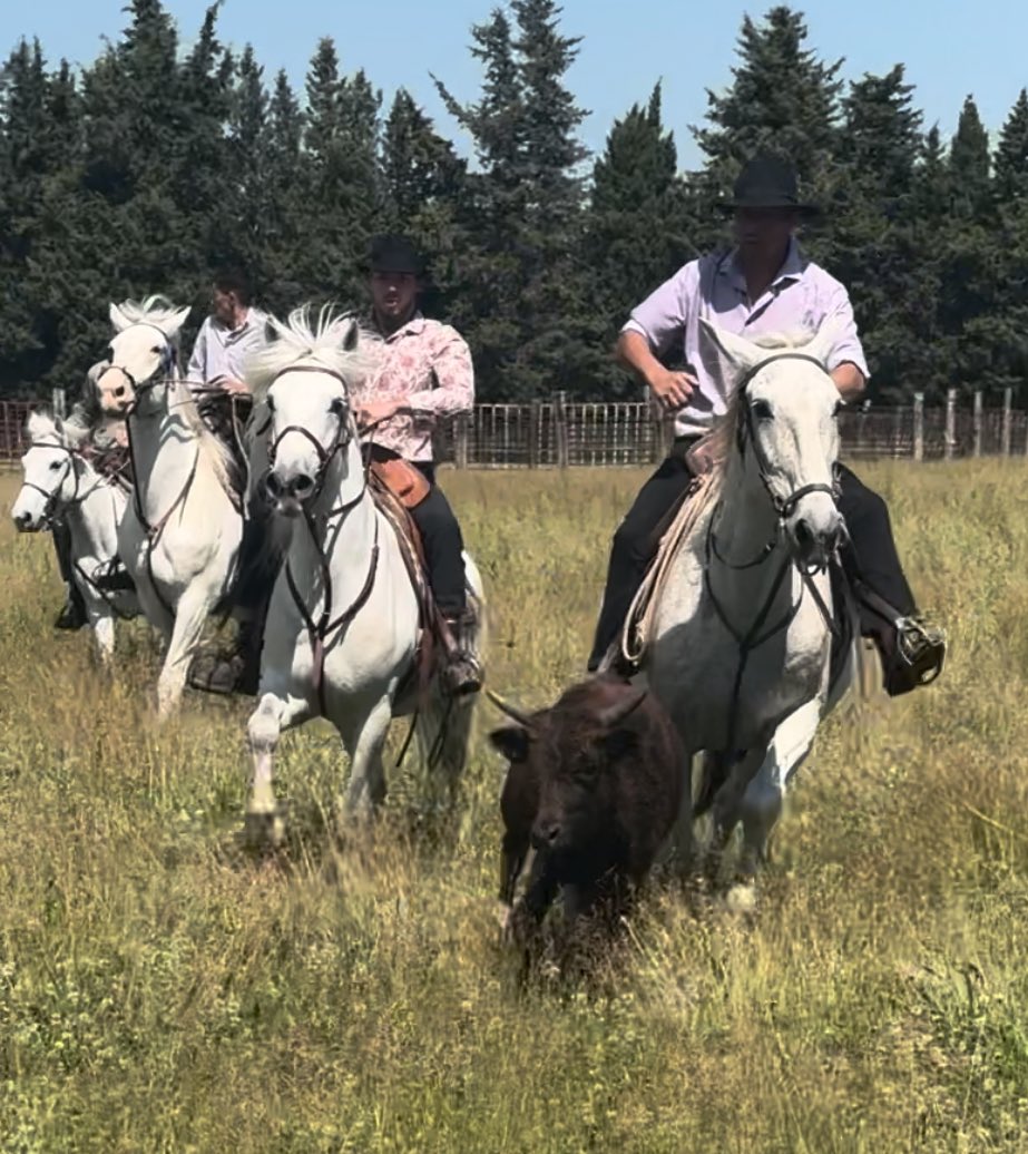 BaubryR's tweet photo. Une belle journée lors de la ferrade organisée par le @clubtaurinLourami à la @manadeGrimaud.
Nos traditions à l'honneur🐂 grâce au président @GillesRoccia et toute son équipe.
🌐https://t.co/WDdVPOGzXn
#circo1315 #ferrade https://t.co/zZdjgTHMpT