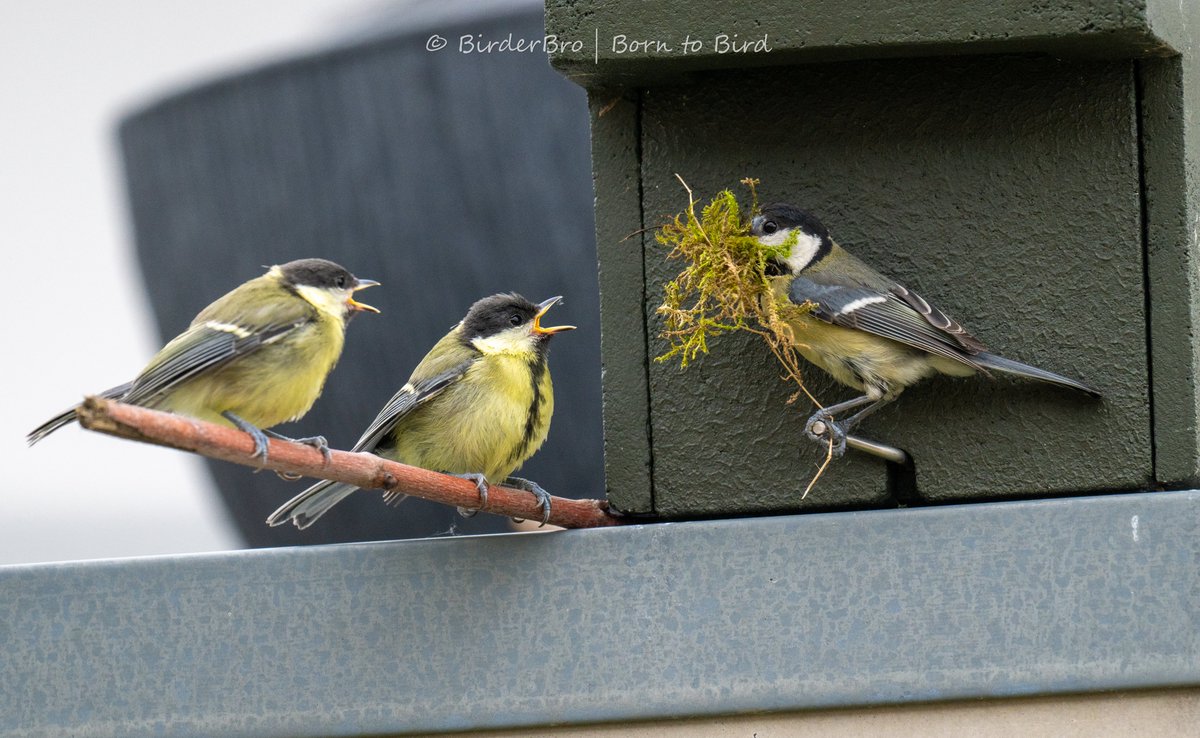 Time to grow up already: the previous brood's offspring still demanding frood from dad, who's busy building the nest for the next clutch of eggs...

If u r a parent, u know what this must feel like...
~ ~
#birdsinwild #BirdsOfTwitter #BirdTwitter #birdphotography #birding #birds