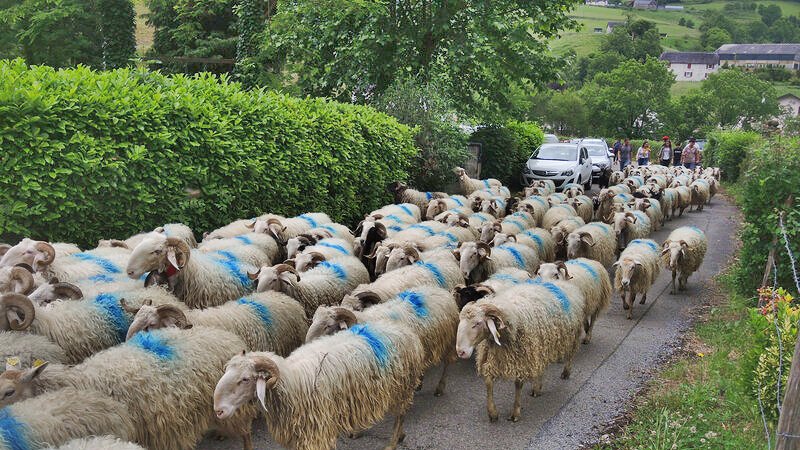 La transhumance en Pyrénées

#transhumance #hautespyrenees #tradition #pyrenees #occitanie #nouvelleaquitaine #bearn #paysbasque