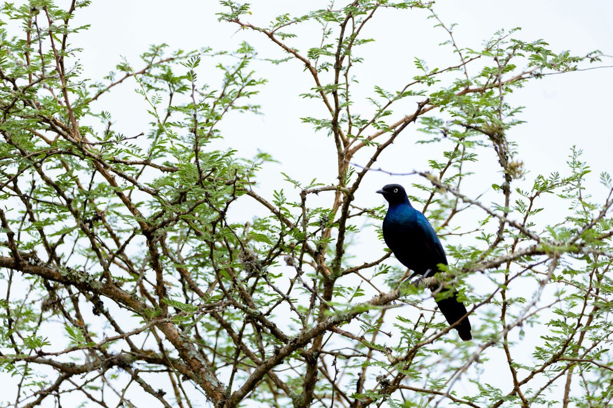 luxehorizons's tweet photo. Step into the realm where over 480 bird species dance upon the canvas of @AkageraPark , a sanctuary of avian wonder. Here, amidst mesmerizing melodies of chirps and the graceful movements of winged beings, the soul finds solace and serenity. @visitrwanda_now
#DGuideExperiences https://t.co/2Glba3c9tb