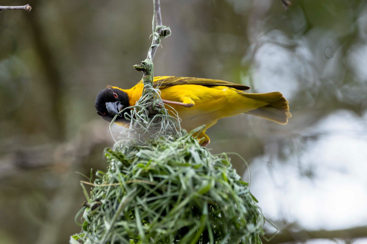 luxehorizons's tweet photo. Step into the realm where over 480 bird species dance upon the canvas of @AkageraPark , a sanctuary of avian wonder. Here, amidst mesmerizing melodies of chirps and the graceful movements of winged beings, the soul finds solace and serenity. @visitrwanda_now
#DGuideExperiences https://t.co/2Glba3c9tb