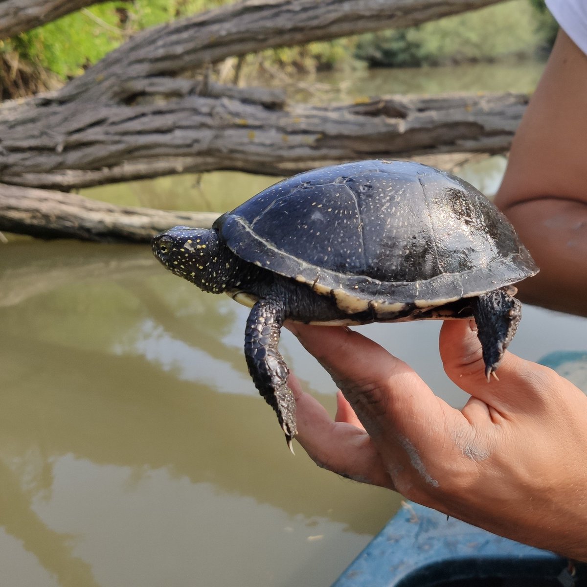 Testuggini di Valle Averto: la relazione fra nidi, predatori ed esseri umani nella ricerca, finanziata da Ca’ Foscari e dal @WWFitalia, appena pubblicata su 'Global Ecology and Conservation' da un team di ricerca coordinato da @MirkoLiuzzo. 🔎 bit.ly/CFnews_Testugg…