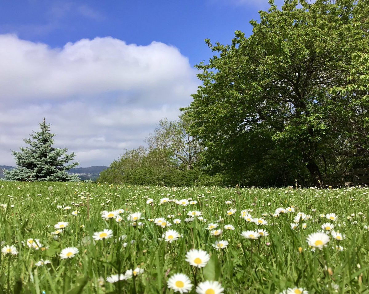 My lawn full of fabulous daisies… the hills are alive 🎶 Sunshine and clouds 🌤️☀️🌤️ Inverness and it’s another lovely day in the Scottish Highlands #LoveUkWeather #ThePhotoHour @metoffice #Mondayvibes
