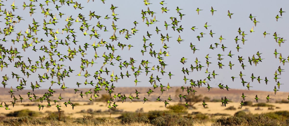 For the people who wanted budgies ...
I love thinking back to this very special time when I was out on a dirt road by myself near Bruce - and this happened. It was a thrill when they strafed me as I stood watching. Hundreds of little wing beats over my head 💚💛💚💛