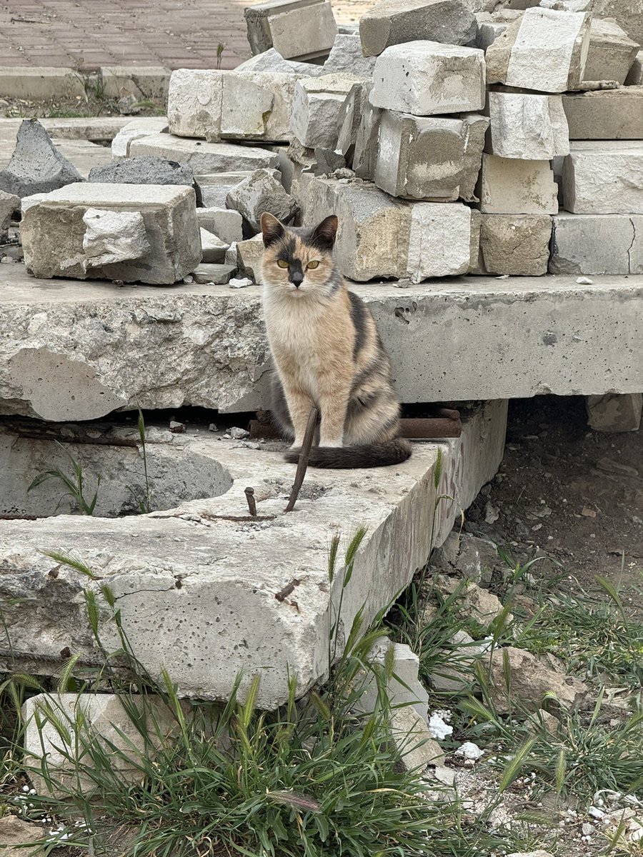 🌹яна східна tweet media