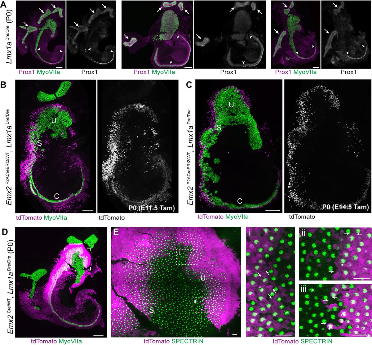 Emx2 lineage tracing reveals antecedent patterns of planar polarity in the mouse inner ear Read this Research Article by Ellison Goodrich and Michael Deans @DeansNeuroNow @UofUHealth: journals.biologists.com/dev/article/15…