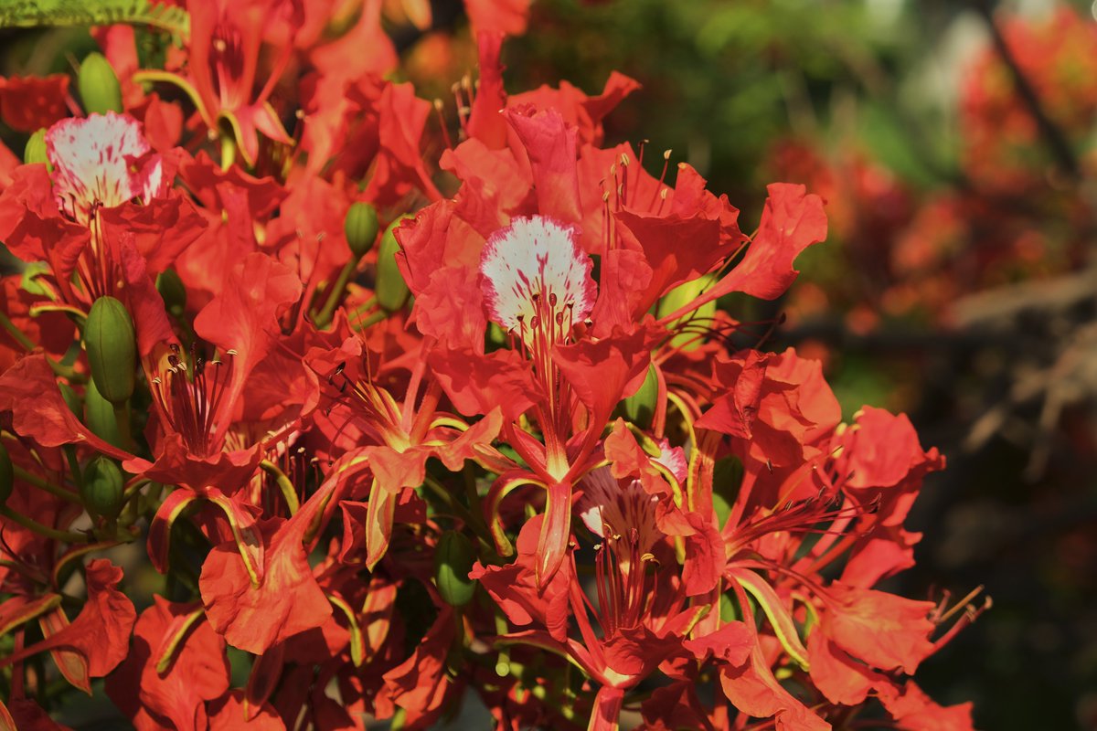 今年は時期が良く、あちこちで咲いています。
Fujifilm X-T3
XF 18-55mm F2.8-4 R LM OIS
ポインシアナ
Poinciana