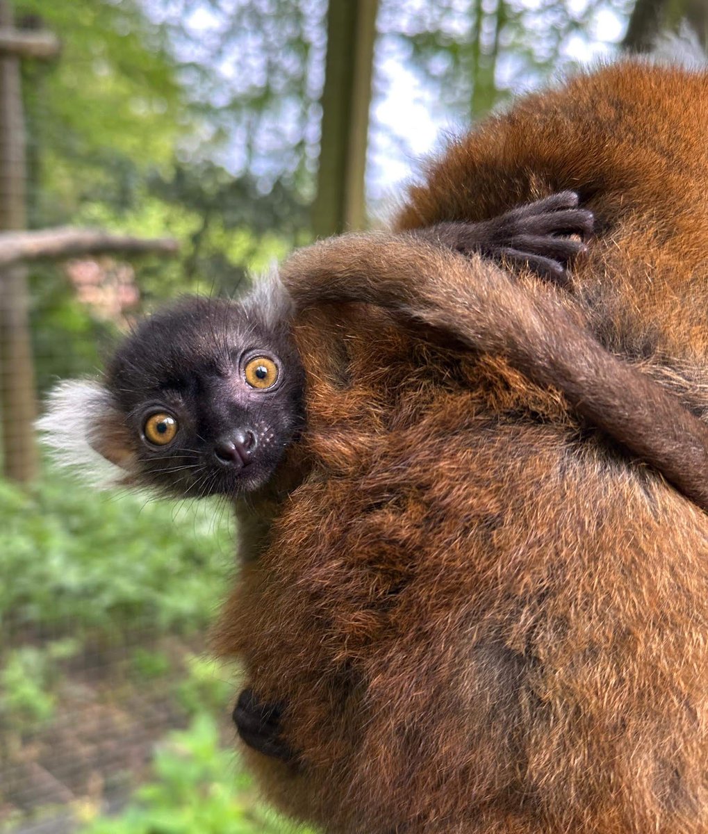 dudleyzoo's tweet photo. White ears have revealed our baby black lemur is a girl, who keepers have named Audrey!

#LoveYourZooWeek #Conservation #Endangeredspecies https://t.co/xpiejqnXqm