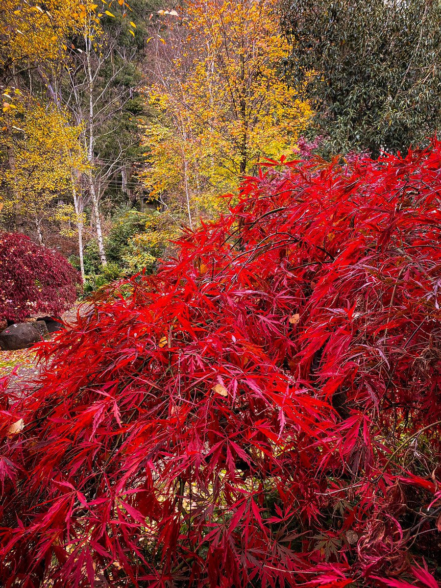Colours of the garden for my last day in the 30s.  They will be even better for my first day in the 40s!!!  What a gift.   #nature #leaves #autumn