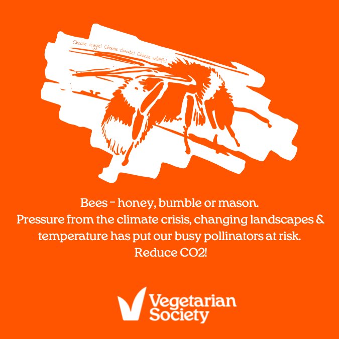 Bees – honey, bumble or mason. 🐝 Pressure from the climate crisis, changing landscapes & temperature has put our busy pollinators at risk. #WorldBeeDay Reduce CO2! Go veggie vegsoc.org/eating-veggie/…