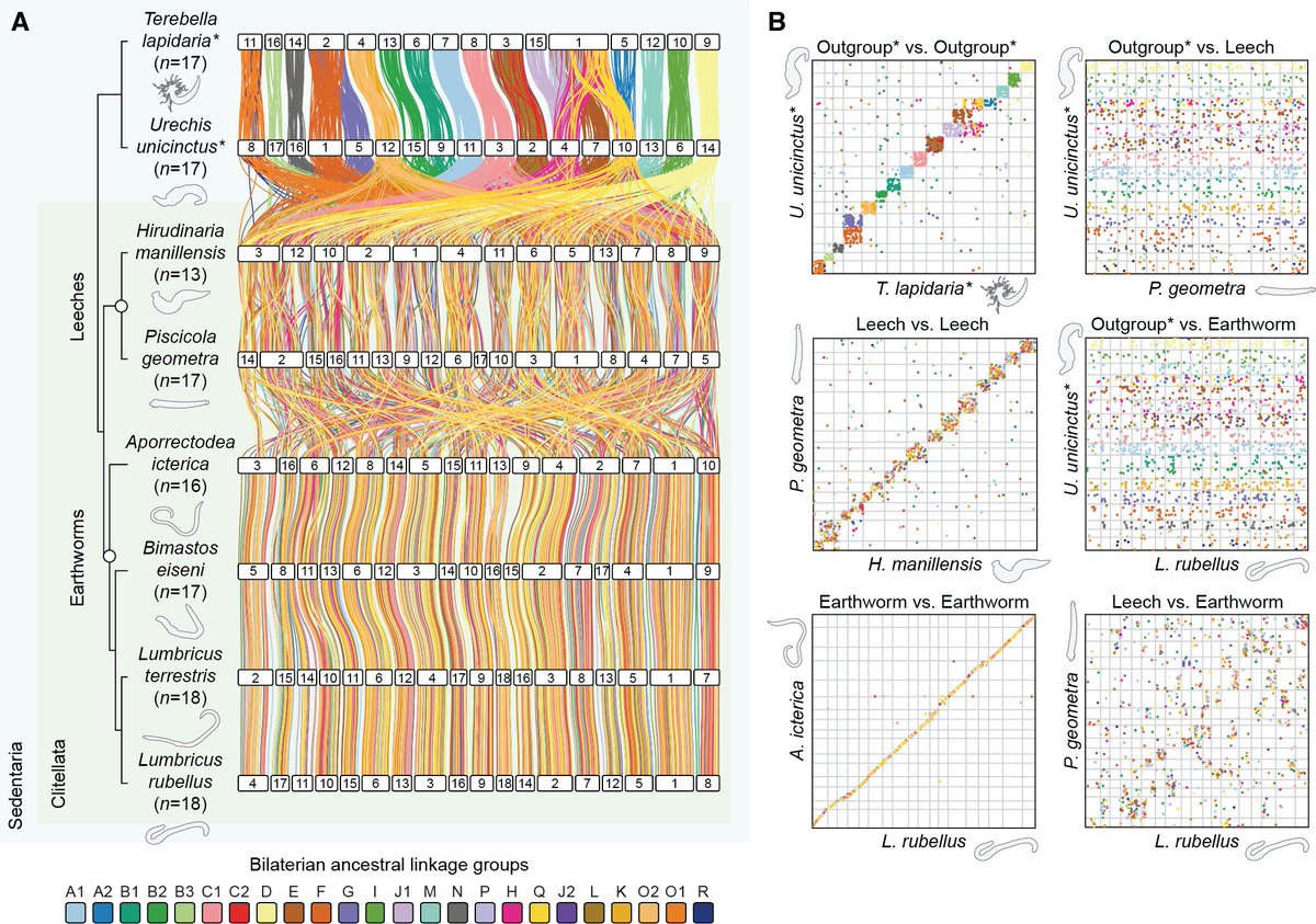 Excited to share our recent work on annelid comparative genomics, led by @Tom_Lewin. Using @darwintreelife data, we assembled a dataset of 23 genomes and discovered lineage-specific chromosome scrambling. 1/3 doi.org/10.1101/2024.0…
