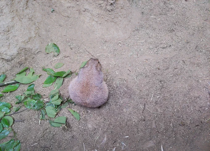 地面にふぐりが落ちてた( 