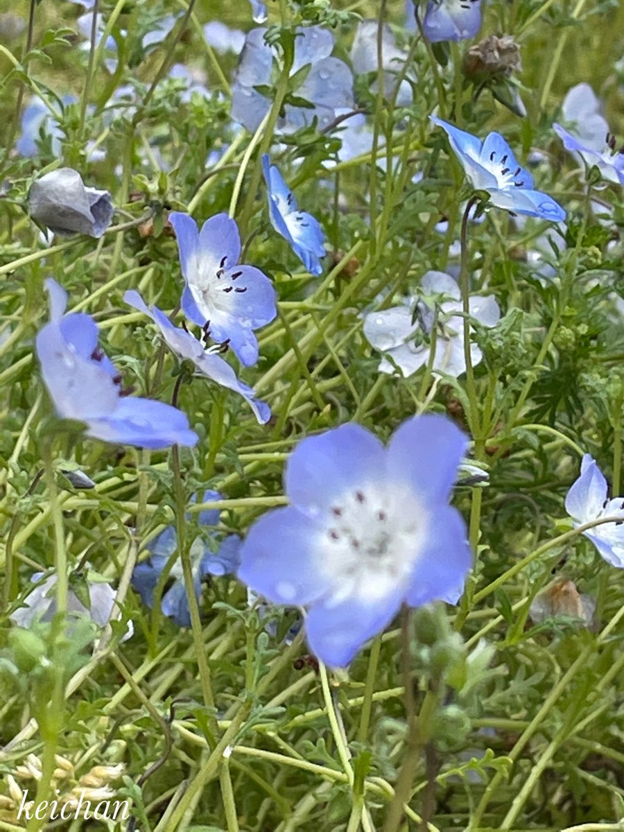 身近に咲いている花88

街中の植え込みにもネモフィラ🟦