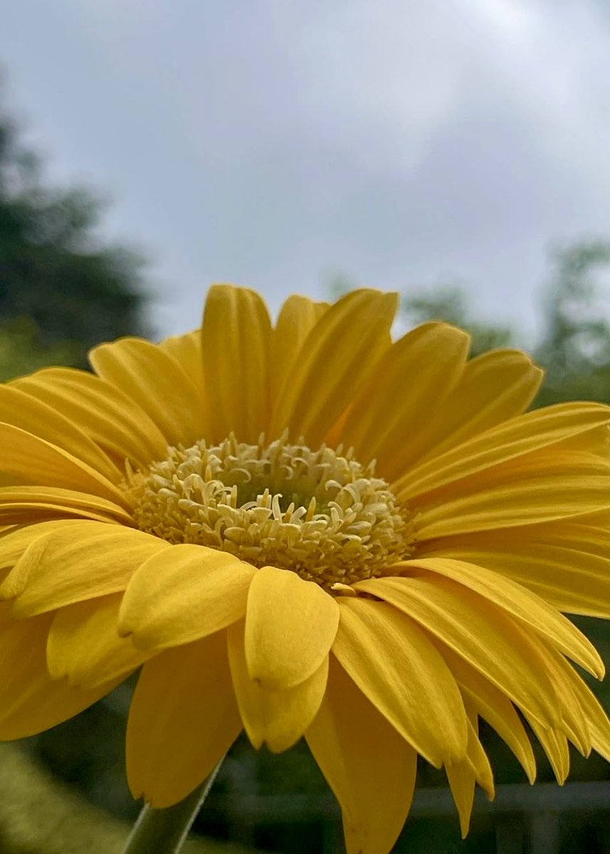 Just a lovely yellow flower today. #mymorning🏃‍♀️‍➡️ #nature #flower #happytime #joy #alwaysmypics