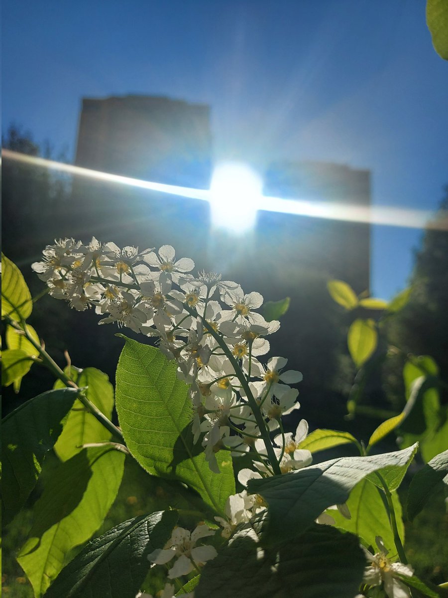 baylschmidt's tweet photo. Finally warm days and sunshine!🌿🌼☀️ #Spring https://t.co/T7pjYI2g6Y