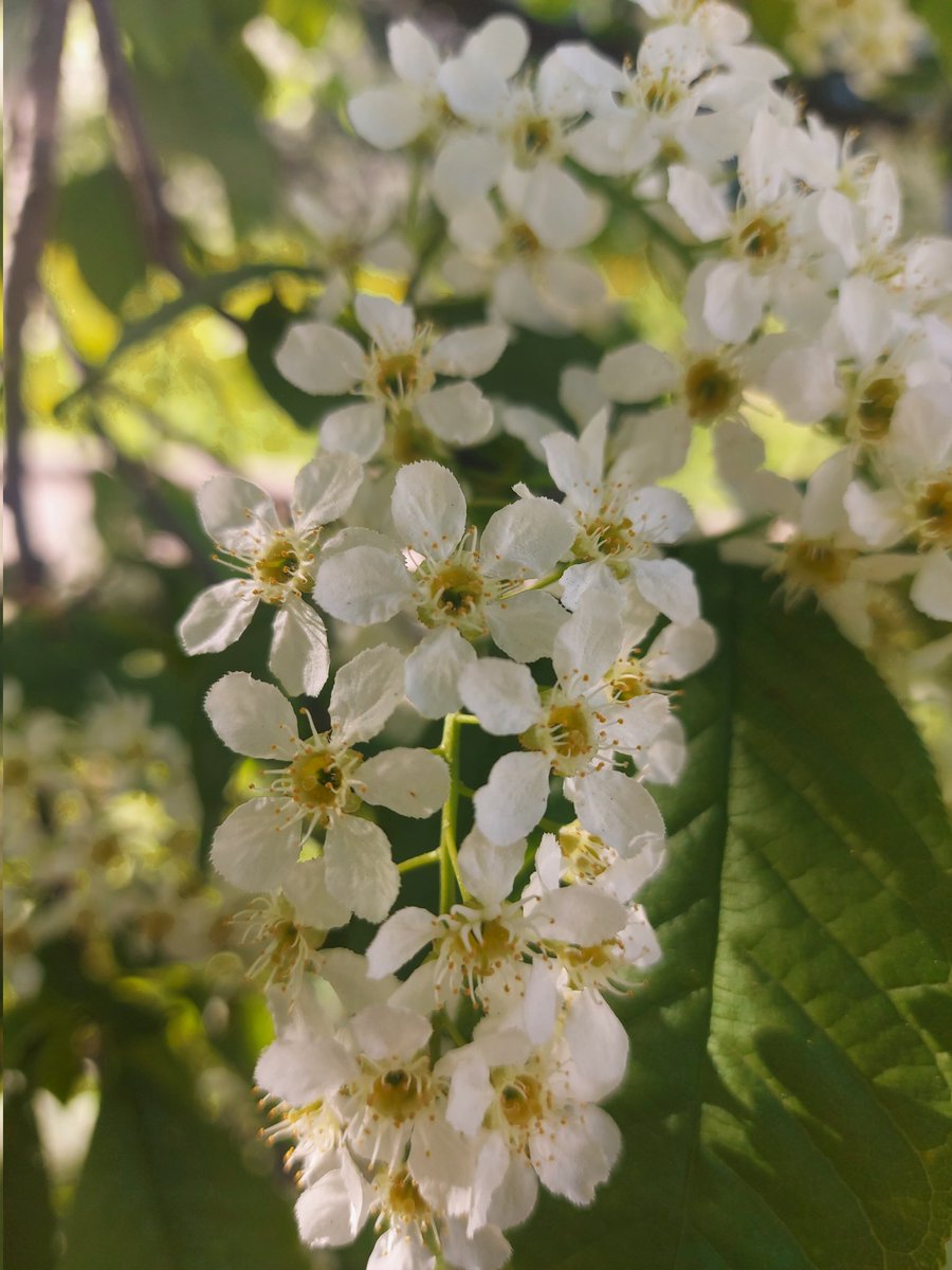 baylschmidt's tweet photo. Finally warm days and sunshine!🌿🌼☀️ #Spring https://t.co/T7pjYI2g6Y