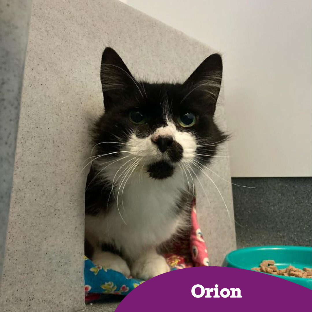 Two older cats, Hallow and Orion, at our North Wales Adoption Centre are looking for homes where they can enjoy their golden years. Do you know someone that can help? Learn more about them and the other cats in their care here: spr.ly/NorthWalesCatA…