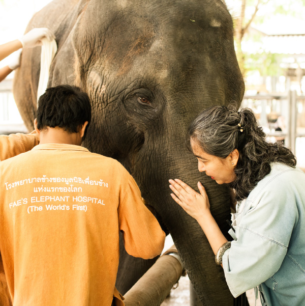 Dear Mosha while she was getting fitted for a new prosthetic leg. Mosha is the inspiration behind Elephant Parade and Elephant Parade structurally supports Mosha. To learn more about Friends of the Asian elephant, please visit: elephantparade.com/conservation #elephantparade