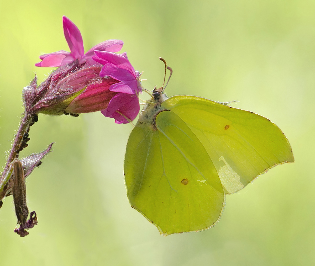 Brimstone and Campion - sounds like a herbal tea but in fact, one of my favourite combinations. Shame the flower wasn't more stunning but then you can't have everything - #sharemondays2024 #fsprintmonday #wexmondays @MiradorDesign @savebutterflies have a nice day everyone