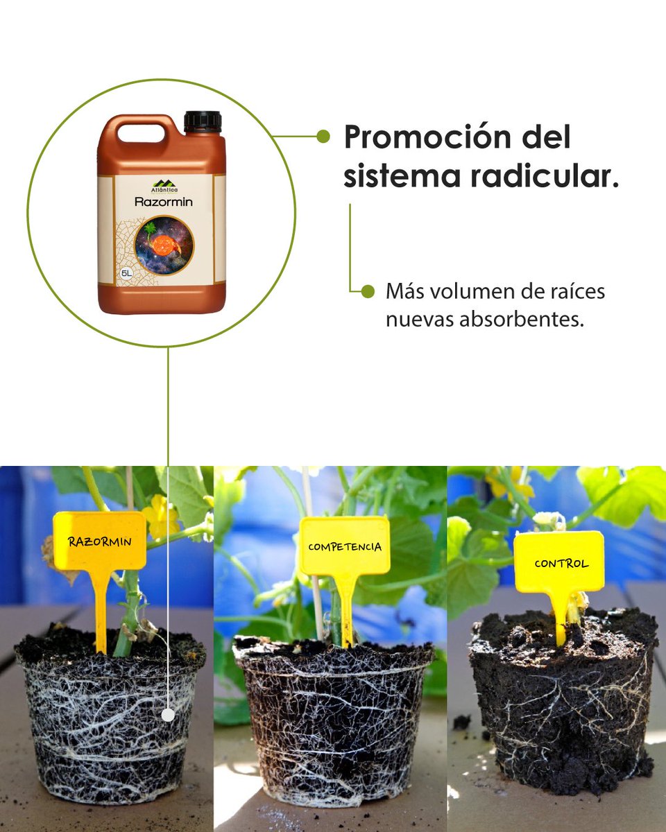 #Ensayo
Os mostramos uno de nuestros ensayos de #Razormin, donde observamos claramente que con este #bioestimulante, además de conseguir una activación metabólica interna del cultivo, también promovemos la formación intensa y duradera de raíces absorbentes.

#AgriculturaNatural