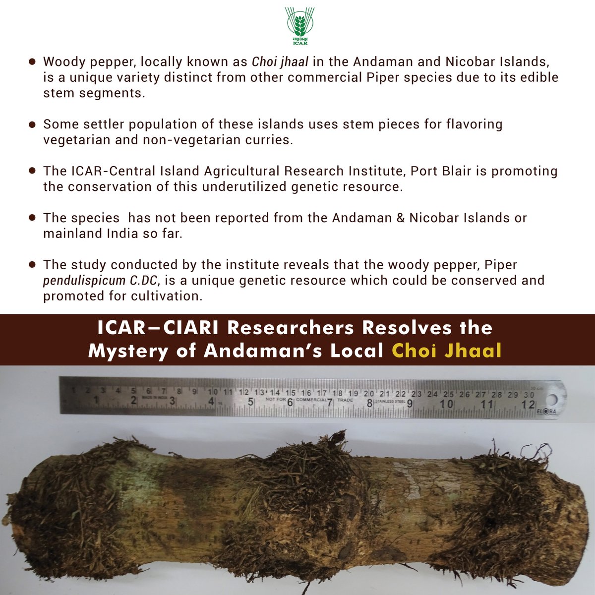 #ICAR-CIARI Researchers Resolves the Mystery of Andaman’s Local Choi Jhaal: DNA Barcoding revealed as New Species for Indian Flora. #ICAR #Agriculture #farming @PMOIndia @mygovindia @PIB_India @AgriGoI @DDKisanChannel @Dept_of_AHD Red more: icar.org.in/node/20886