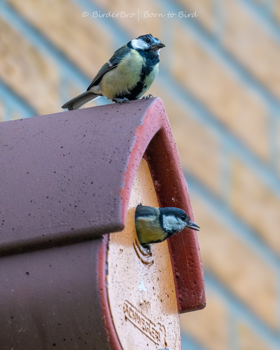 It's official: they're moving in! 🐦🏡
#Congrats on your #newhome!! 🥳🎉

#birds #realestate #homesforsale #birdphotography #BirdsOfTwitter #BirdTwitter #movingtips
