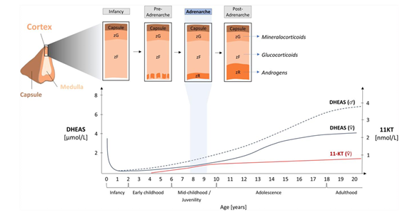 📕Update on Adrenarche—Still a Mystery 📌 La adrenarquía marca el momento del desarrollo suprarrenal humano cuando la corteza comienza a secretar andrógenos en cantidades crecientes, en niños sanos entre 8 y 9 años academic.oup.com/jcem/article-a… @GrupoGIDSEEN