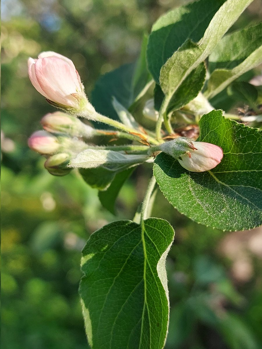 baylschmidt's tweet photo. Apple trees bloom!🐝🍏🌼🍎#Apple trees stand in the park near the house!🍎🍏☀️🌿 https://t.co/dm1JPvrZhn