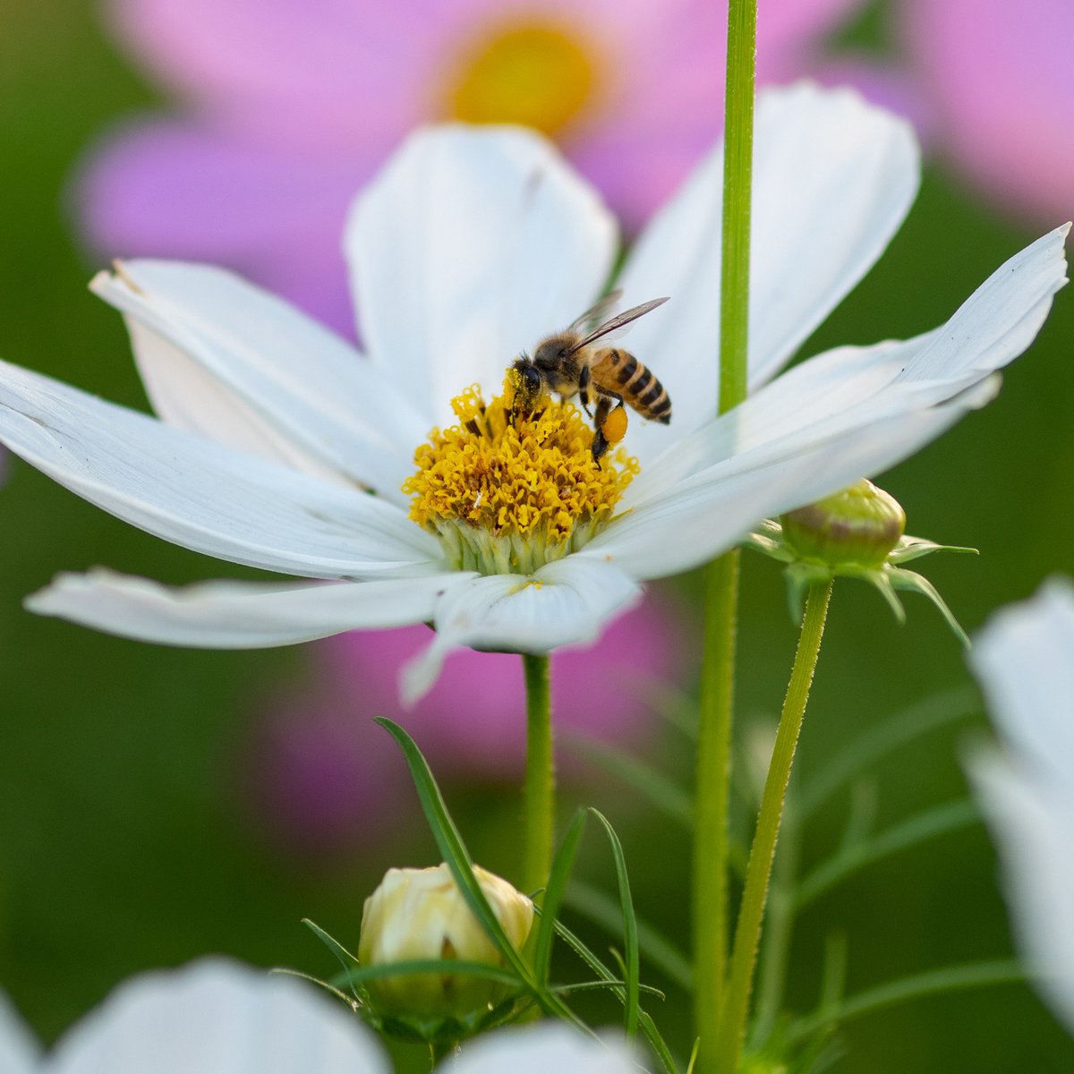 It's a bee-autiful day to celebrate #WorldBeeDay 🐝 Bees and other pollinators are fundamental for ensuring healthy ecosystems and food security. Take part in #NoMowMay and watch your garden come alive with the bees, butterflies, and more! 🌼🦋 #BeeFriendlyWales