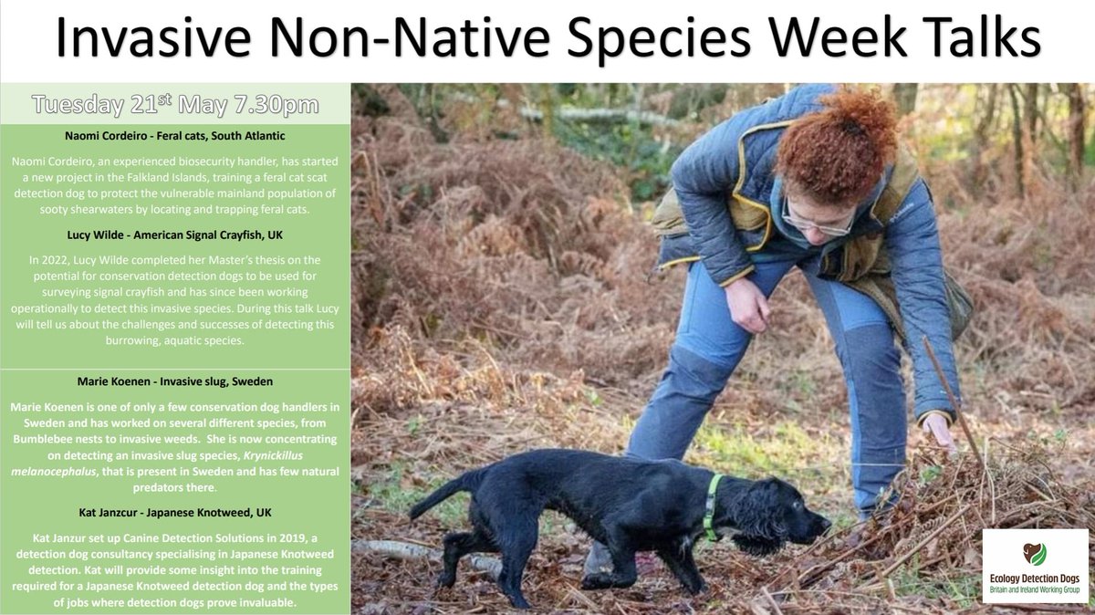biosecurityLIFE's tweet image. The Ecology &amp;amp; Detection Dog Britain and Ireland Working Group are running a brilliant series of talks about different #conservationdetectiondogs It is a great chance to learn more about the important role detection dogs play in #biosecurity this #INNSweek