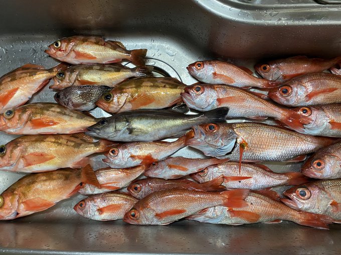 今日は日本海へのどぐろ釣りしてきました
のどぐろ、メバル、アラ、マゾイと、いっぱい釣れました♡
のどぐろのアラは出汁をとって、小さいのは開いて一夜干し!
色々料理できそう! 