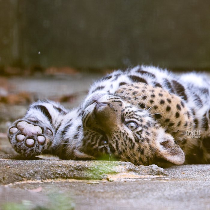 そのポーズは、ズルい

#とべ動物園 #ジャガー #ジャガーの赤ちゃん