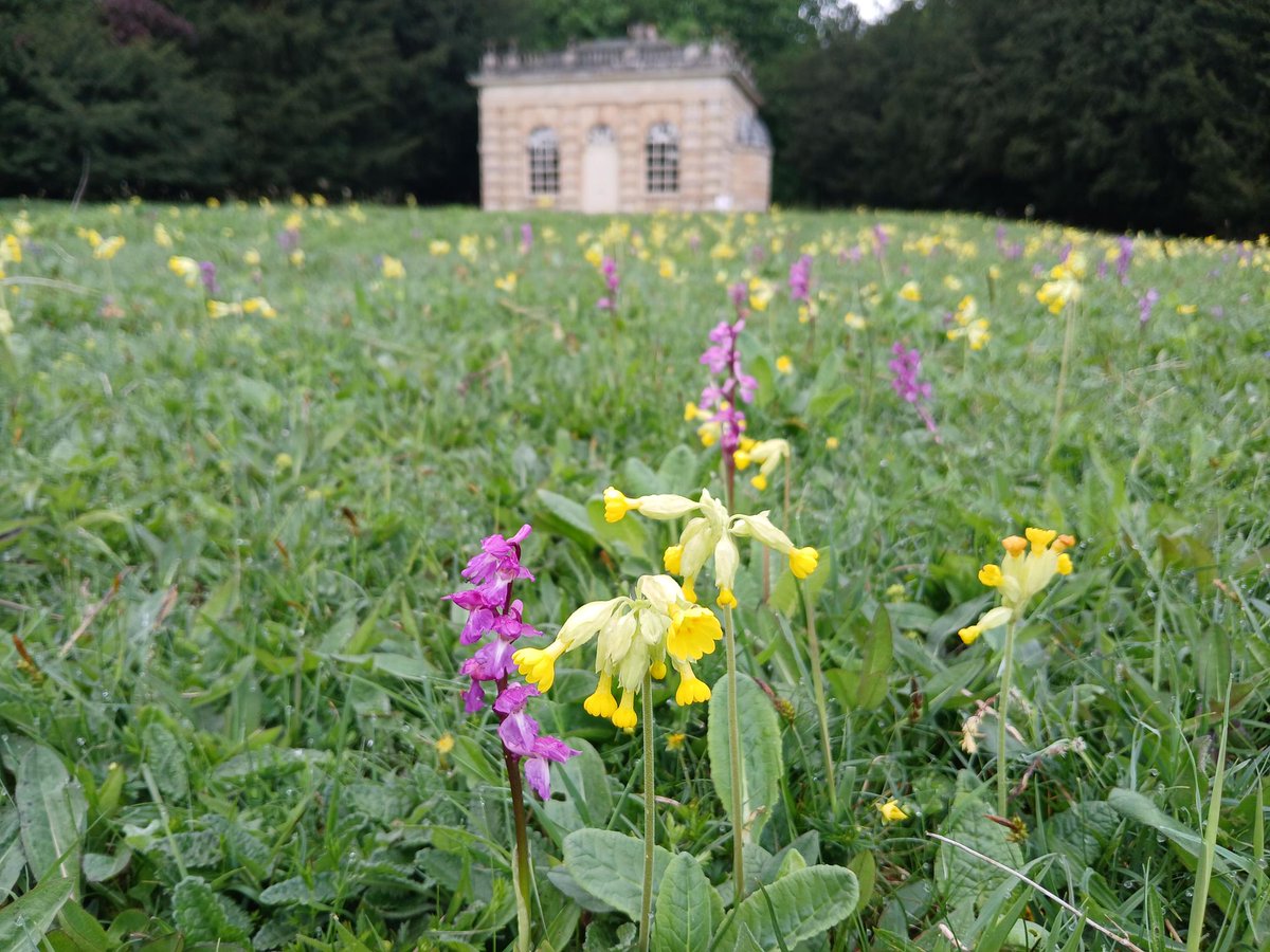 Early purple orchids, cowslips and bugle. The first of the wildflowers at the Banqueting House are in bloom! @nationaltrust #wildflowers #orchids