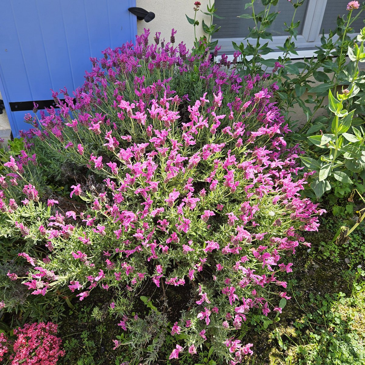 #lavande #papillon
#lavender #butterfly
#plantcare 🌞🌞🌞💧✂️

#Gardeninglife #ilovemygarden