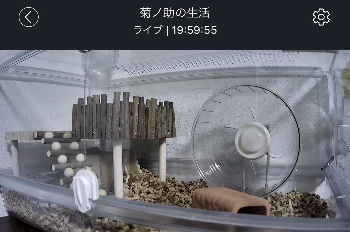 kiku_ham's tweet photo. 相変わらず菊ノ助が姿を見せない我が家のハム小屋…

とうとうペットカメラを設置することにした！！
生では見れずとも、これで彼の姿が…姿がぁぁあ✨の、はず😂

願わくば回し車の姿が見たい😂♡

#ハムスターのいる生活　#ハムスター好きとつながりたい https://t.co/ANQyqaZXIv