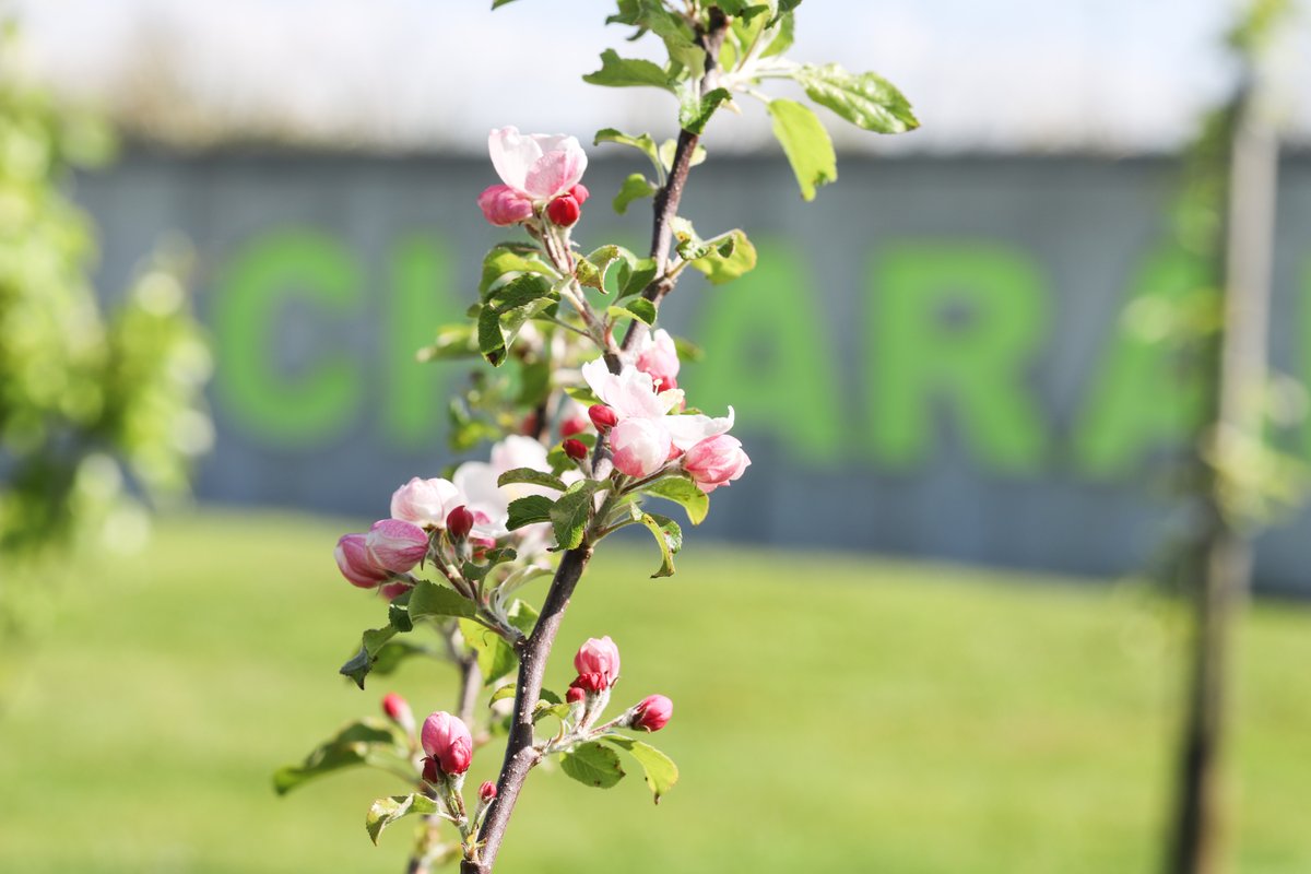 KirbyGroupEng's tweet photo. Kirby donated 150 fruit trees to local community groups over the past three years as part of the Host in Ireland, ‘Orchards in the Community’ initiative.

Coláiste Chiaráin in Limerick received 50 fruit trees in 2021. 

@colaiste #WorldBeeDay #DCsforBees #sustainability https://t.co/Vs5AEAOo8D