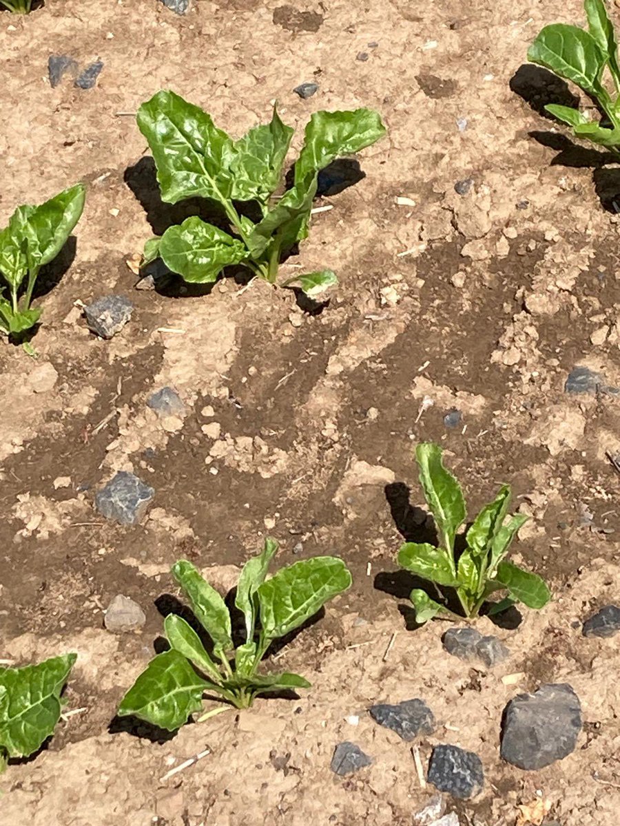 Der Regen hat den fränkischen Zuckerrüben gut getan! Im Hintergrund der Scheinberg, mit 498 m der höchste „Berg“ im Steigerwald. <a href="/zuckerverbaende/">Zuckerverbände</a> #wirsindzucker <a href="/Stefan_Streng/">Stefan_Streng#plant_breeding</a> <a href="/GuenterTissen/">Günter Tissen</a> <a href="/SouthGermanBeet/">fz</a>