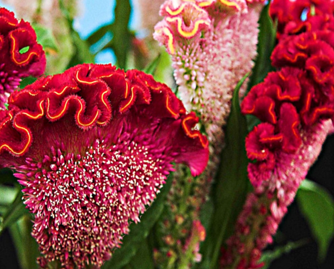 Ryansarai1981's tweet image. "We love celebrating and cherishing all things beautiful. When we look at flowers, they brighten our day instantly."

What's your favorite flower?
 
Or what flower do you find unique? 

This is a Celosia cristata, also known as cockscomb or “brain" flower.

It's #flowerday