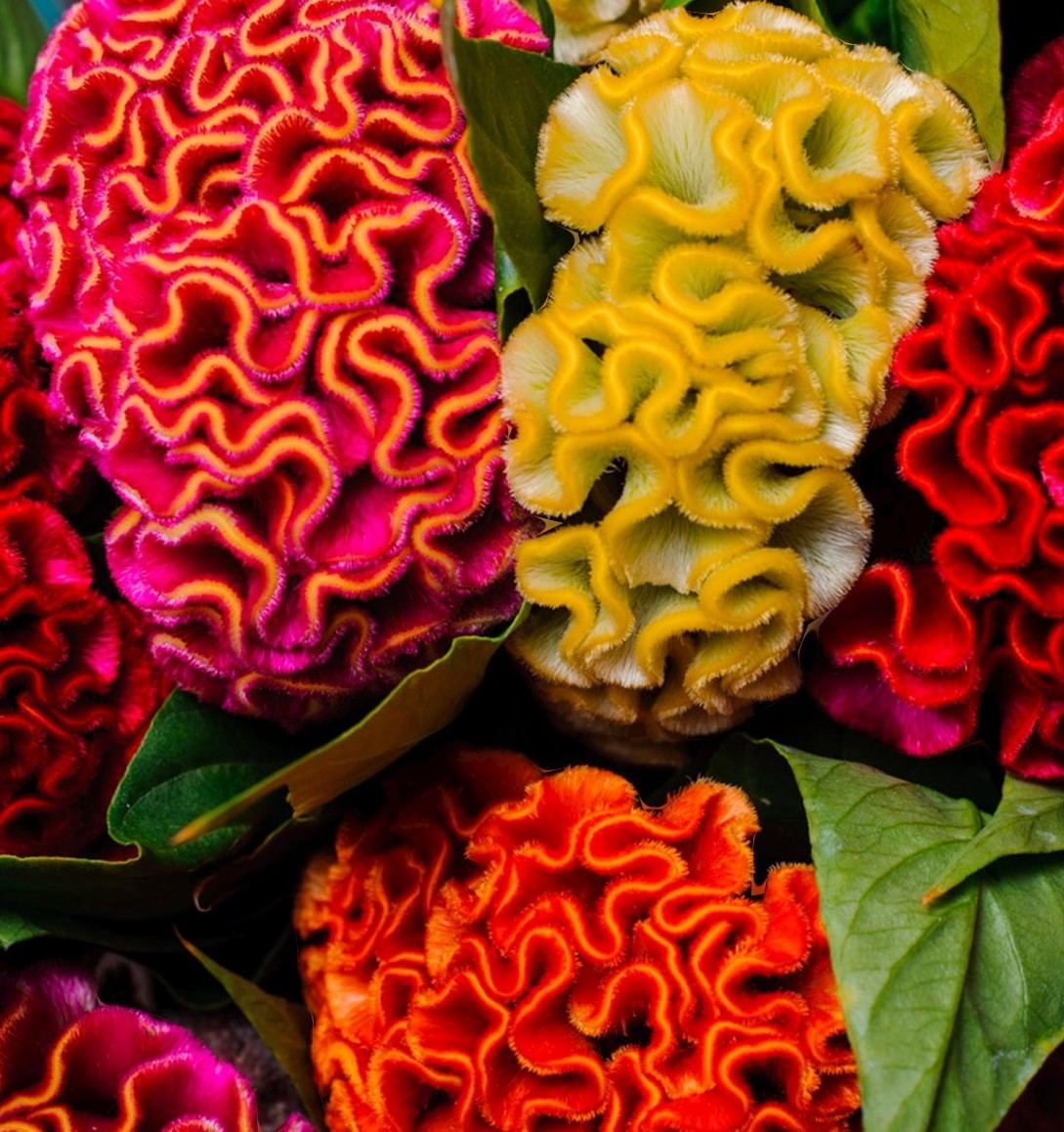 Ryansarai1981's tweet image. "We love celebrating and cherishing all things beautiful. When we look at flowers, they brighten our day instantly."

What's your favorite flower?
 
Or what flower do you find unique? 

This is a Celosia cristata, also known as cockscomb or “brain" flower.

It's #flowerday