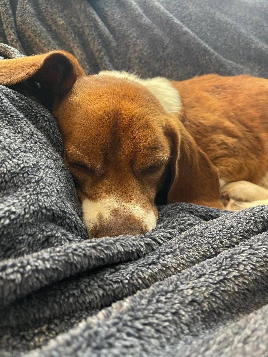 This beautiful 1 yr old beagle boy is Roy! He is 25lbs, neutered, healthy, and up to date on vaccines. Roy is sweet, shy at first, but warms up quickly and loves to curl up with his humans. Learn more and apply here: ColdNoseWarmHeart.org