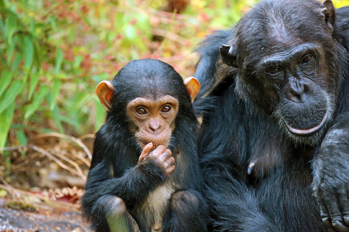 Just back from an incredible Chimpanzee Trekking adventure in Tanzania. 🦧🌿 For those planning a similar trip #ChimpanzeeTrekking #Tanzania #WildlifeConservation #TravelPlanning #NatureAdventures #EcoTourism trekgorillasafaris.com/chimpanzee-tre…