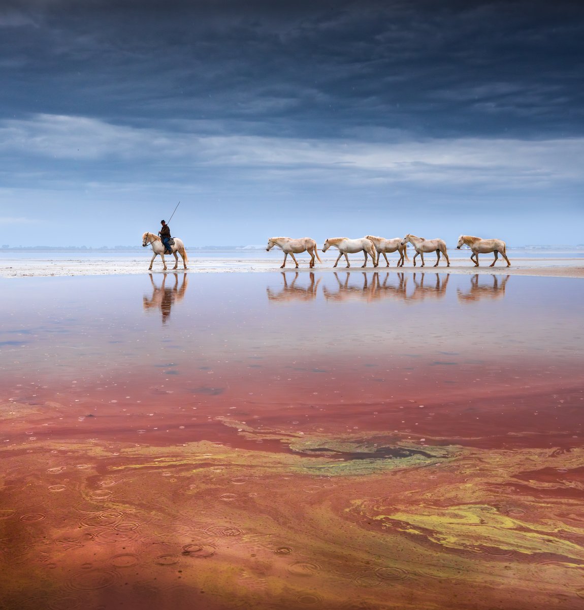Horses and salt flats in Camargue, photographed a few weeks ago.