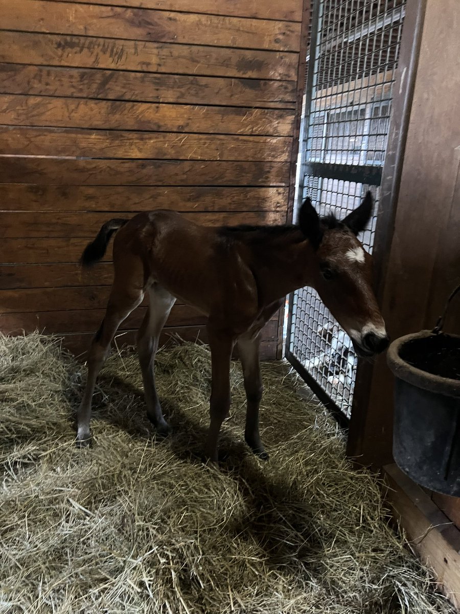 ElizabethCaldw8's tweet photo. First time mom and she is already a pro - Derailed Hanover and her Rebuff colt born 5/15. With partner, Bluestone Farms
#rebuff #canerunfarm https://t.co/7hwucx0FH0