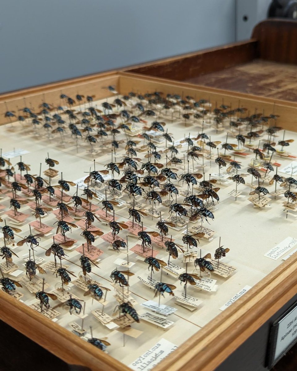 Happy #WorldBeeDay 🐝 Like other pollinators, bees have incredibly important roles in #Ecosystems. Learn more about some of the threats they face and discover some of our digitised bees 👇 data.nhm.ac.uk nhm.ac.uk/discover/news/…