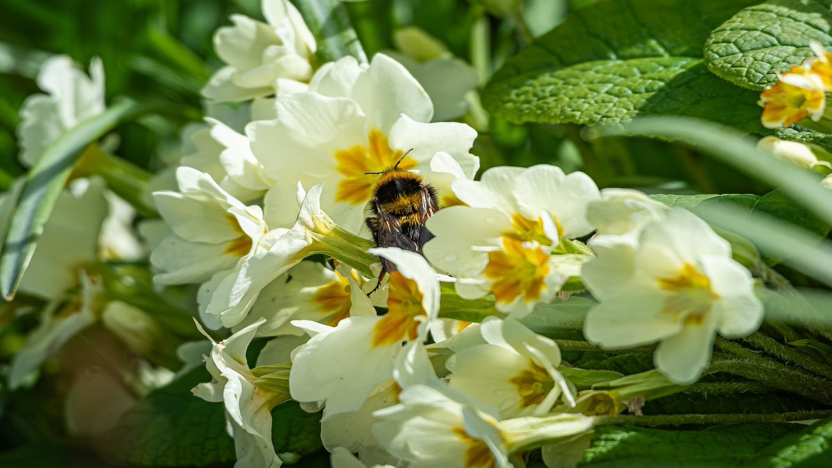 Bees in all their brilliance on #WorldBeeDay. Doing what bees do best. Keeping busy and making the most of the flowers they find in the places we care for. 📸 Thanks to Volunteer photographers Steve Thompson & Kev Dunnington #pollinators #EveryoneNeedsNature