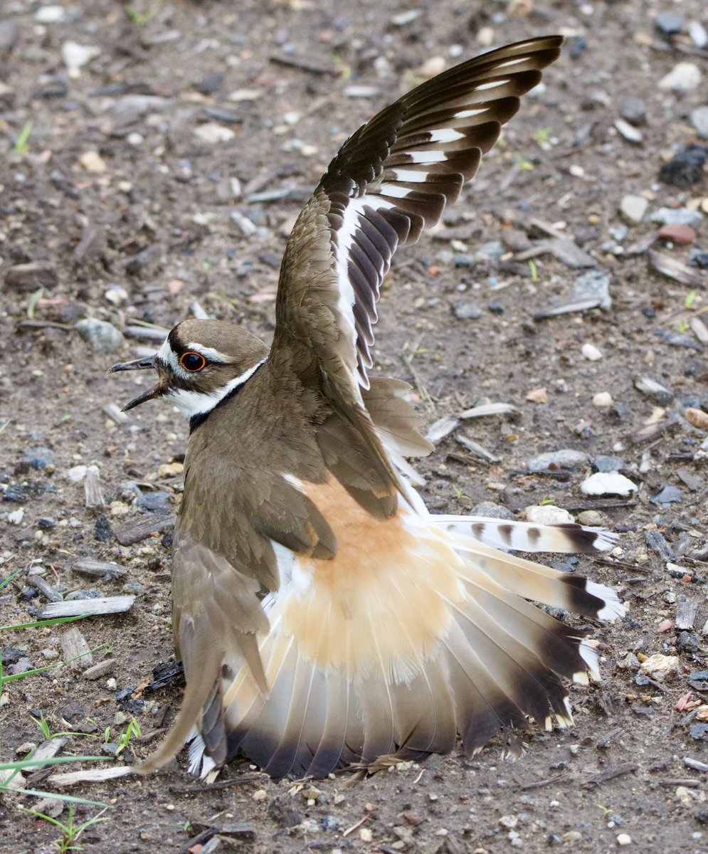 It was remarkable to see a killdeer’s broken wing act in person. They are spectacular birds. I’m over the moon that I got a shot! #TwitterNatureCommunity #CTNatureFans #birdphotography #killdeer @audubonsociety @CTAudubon