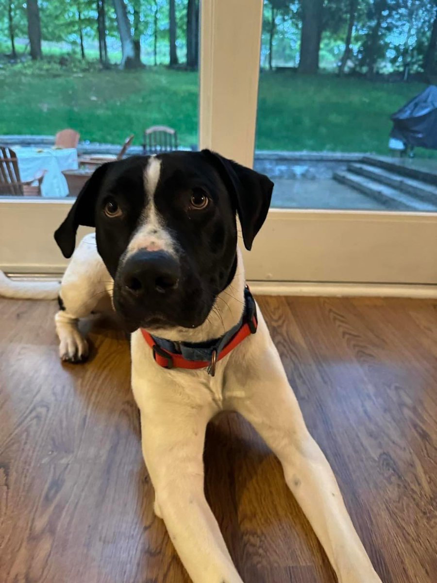 Meet Scout! energetic 9-month-old mix, is friendly &loves playing with other dogs. Scout is intelligent and trainable; he's already house-trained and knows commands like sit, down,and let's go. A wonderful addition to any loving home. coldnosewarmheart.org/dog-applicatio…