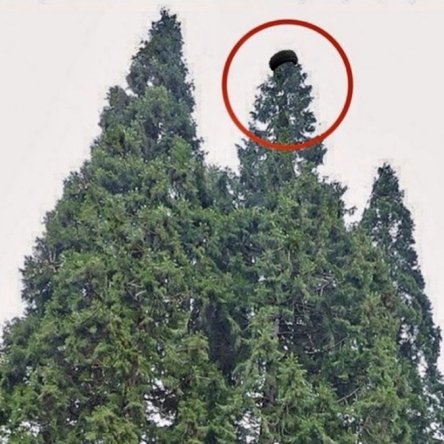اون چیه بالای اون درخت ،،،،،،،،،،،،،،،،،،،،،،

#یلدا_اقافضلی