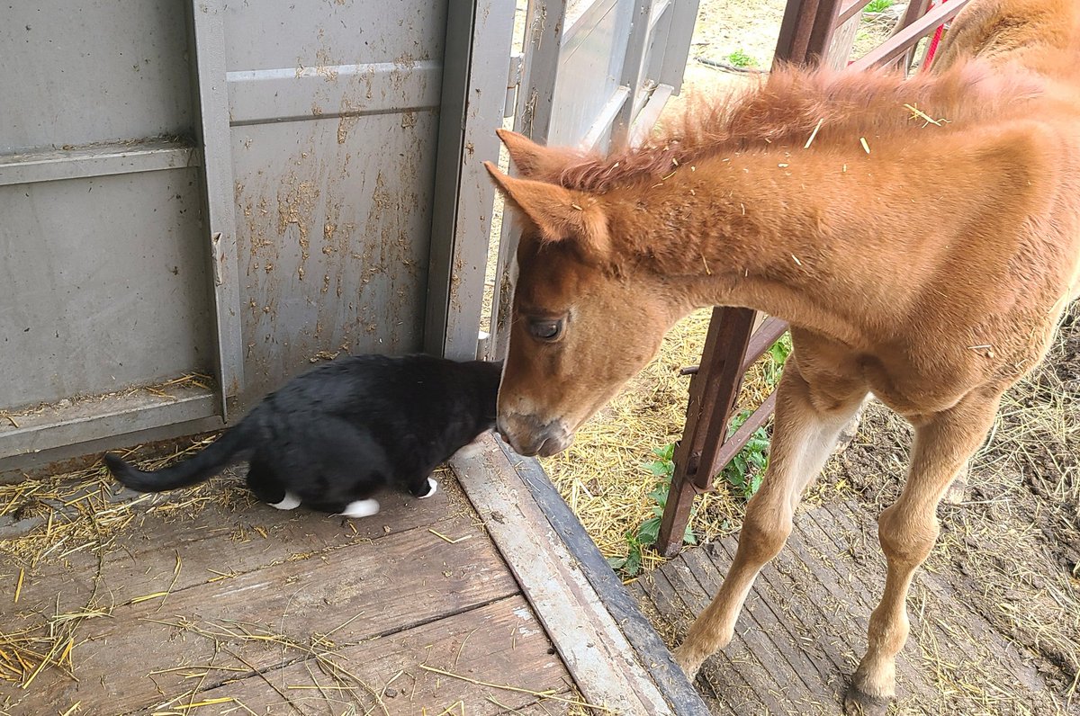 Wonder if these 2 will be friends 

#Ruby #FatCat #farmfriends #filly
